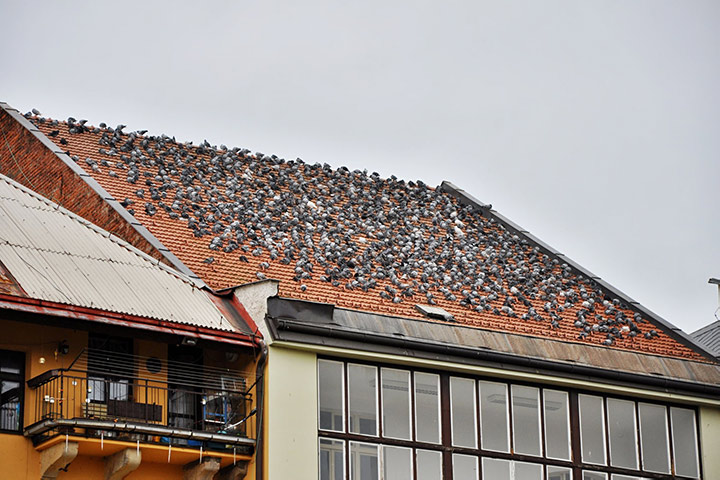 A2B Pest Control are able to install spikes to deter birds from roofs in Stone. 