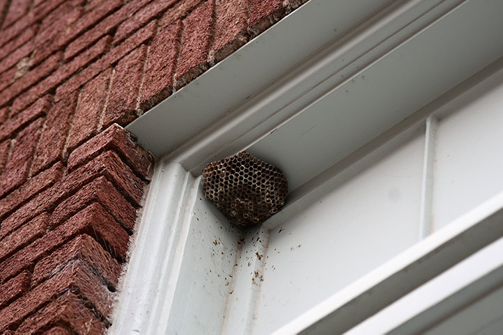 We provide a wasp nest removal service for domestic and commercial properties in Stone.